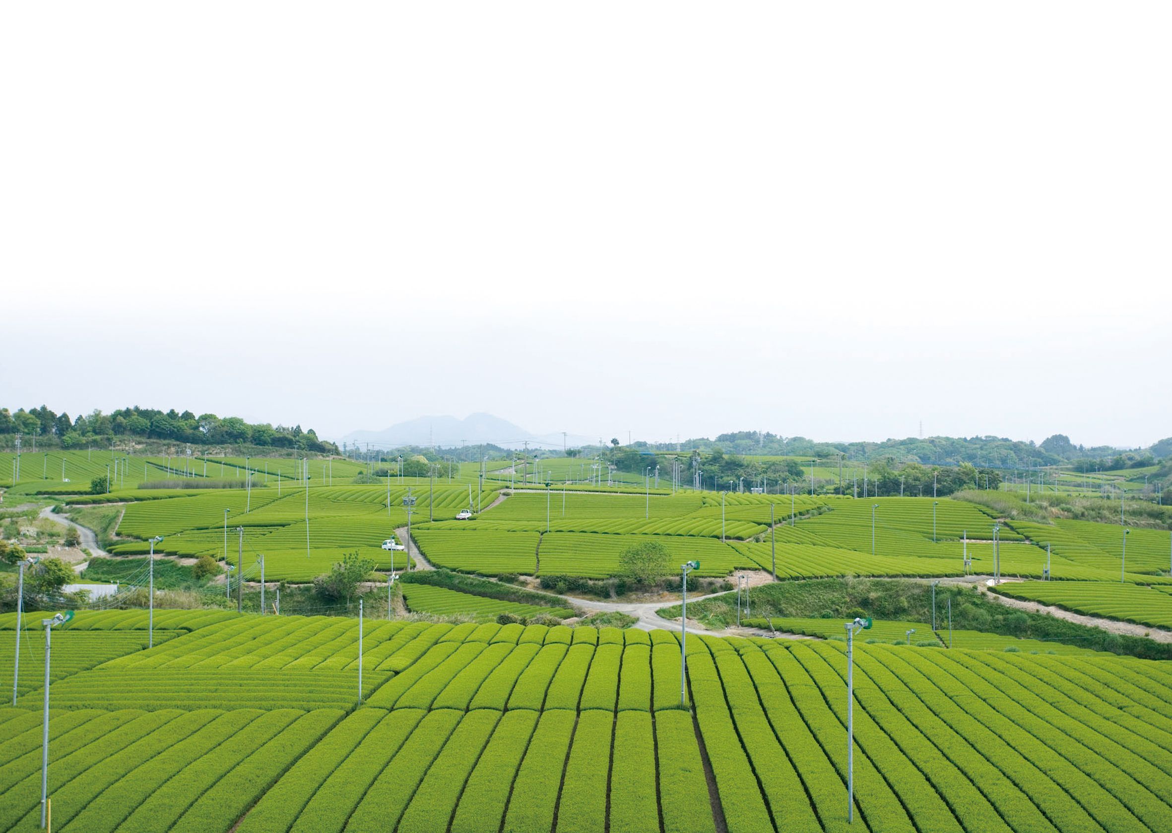 新茶の薫風をオフィスに運ぶ いつでも気軽に新茶が楽しめる 老舗お茶屋の 茶摘み缶 株式会社お茶の里城南のプレスリリース