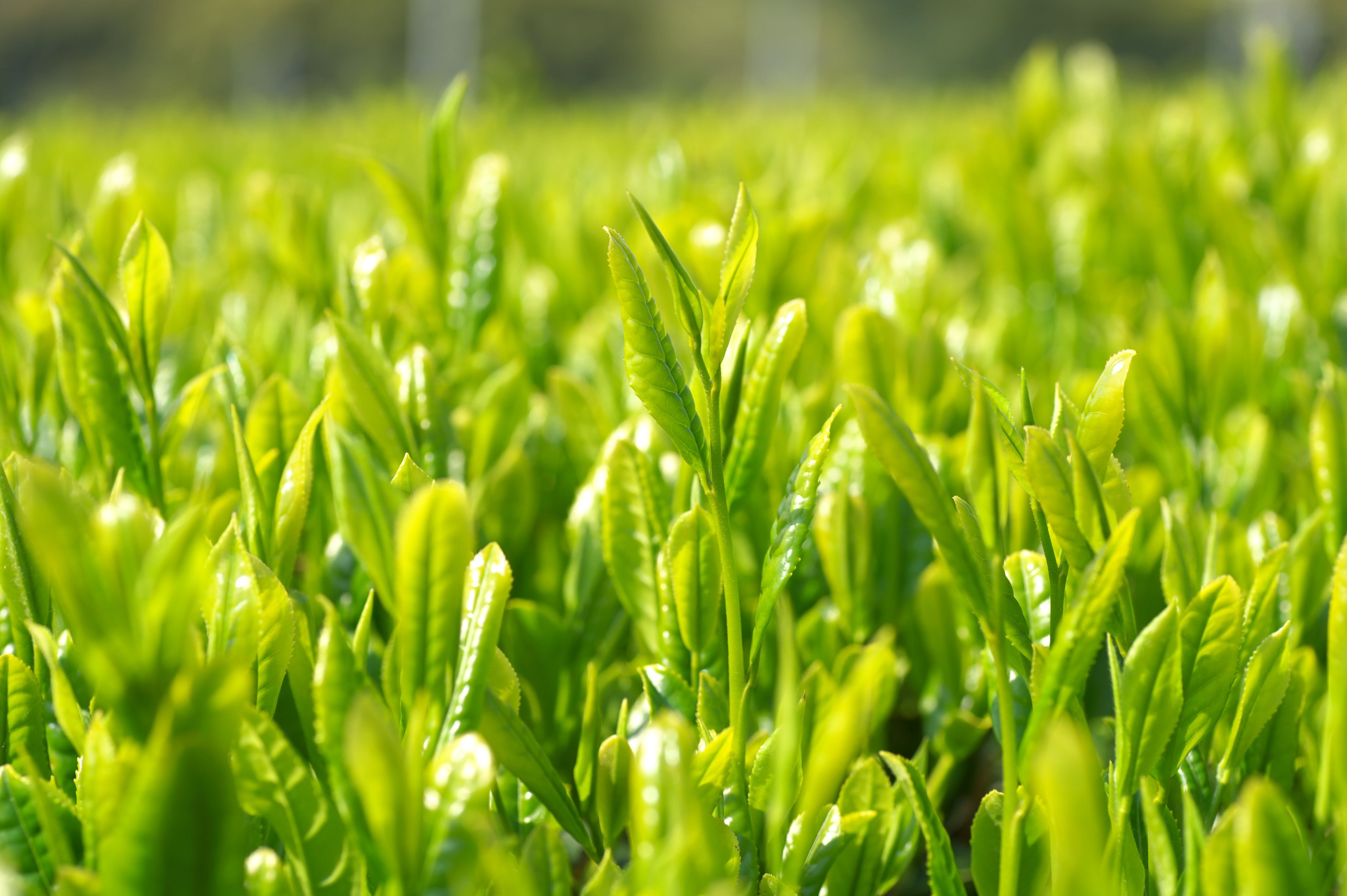 新茶の薫風をオフィスに運ぶ いつでも気軽に新茶が楽しめる 老舗お茶屋の 茶摘み缶 株式会社お茶の里城南のプレスリリース