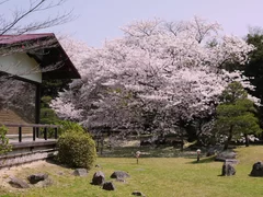 満開時の『あさくら扇桜』