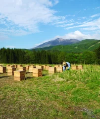 養蜂場風景