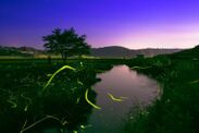 熊本県菊池市で1年に2週間だけ楽しめる地上の天体観測　渡瀬川と二鹿来川が5月24日よりホタルの見頃に