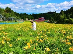 ニッコウキスゲの大群落（六甲山カンツリーハウス）