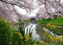 「桜咲く川辺」