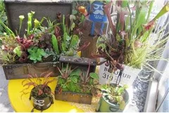 食虫植物の寄せ植え（イメージ）