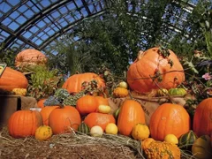 ハロウィンイベントやホームパーティ手土産に人気