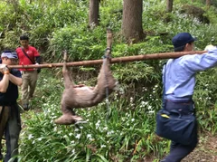 実地訓練で狩猟の担い手を育成