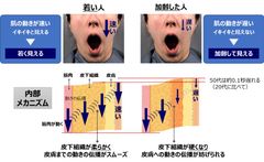 工学院大学、肌の動きのタイムラグによる老化印象の原因を解明～ポーラ化成工業との共同研究成果を世界的に権威ある化粧品技術者学会で発表～