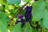 山口県初、ワイン特区を活用して酒造免許を取得した「周防大島ワイナリー」が本格始動　初出荷は12月を予定