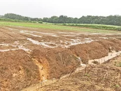 ゲリラ豪雨でにんじん畑流出