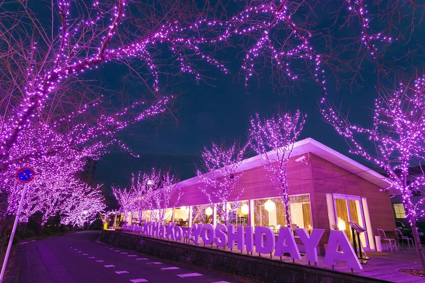 佐賀県嬉野温泉 旅館 吉田屋 冬桜開花宣言 冬の桜並木イルミネーション今年も開催 吉田屋満喫日帰りペアチケットが当たるイベントも 旅館 吉田屋のプレスリリース