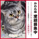 “江戸長屋”で暮らす50匹の保護猫の里親探し　江戸版猫カフェ「江戸ねこ茶屋」が里親募集を強化