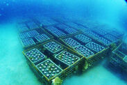 西伊豆海底熟成ワイン「VOYAGE」　12/17にワインを海底へ設置　～“海の微振動で育てる”まろやかでコクのある味わい～