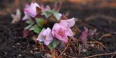 幻の花 ヘレボルス・チベタヌスを愛でる 六甲高山植物園「クリスマスローズ展」初開催｜阪神電気鉄道株式会社のプレスリリース