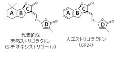 図1　ストリゴラクトンの化学構造。従来から良く知られるストリゴラクトン類は、ABC環とD環が連結した構造を有する。