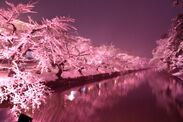 桜の名所「弘前公園」で冬に楽しむ満開の桜「冬に咲くさくらライトアップ」が見頃！～2月28日までライトアップ～