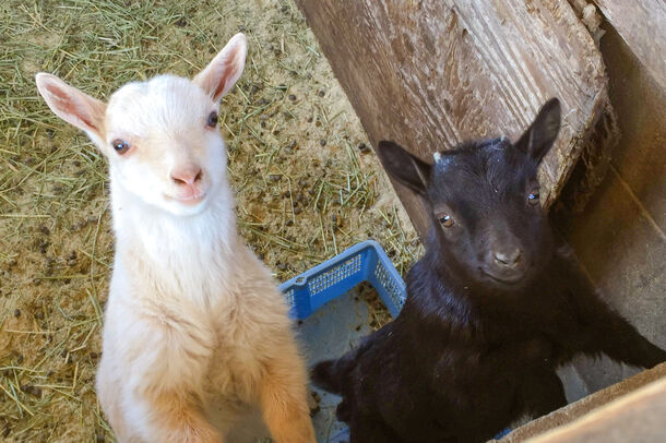 こもれび森のイバライドにて計4匹のヤギの赤ちゃんが誕生 白毛と黒毛の双子ちゃんや 生後1週間の赤ちゃんも こもれび森のイバライドのプレスリリース