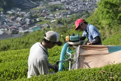 茶を収穫