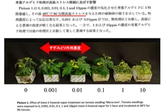 トマト苗試験結果