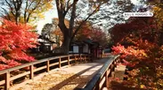 小諸城址 懐古園の燃える紅葉