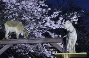 ヤギと夜桜は写真映え間違いなし