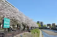 甲突川沿いの桜並木