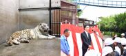 アイケンジャパン、池田動物園(岡山県)のホワイトタイガー舎サポーターに就任、獣舎命名権を獲得