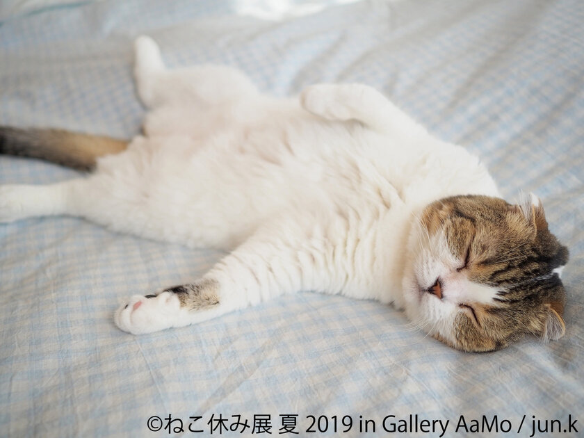 過去最大規模 ねこ休み展 In 東京ドームシティ Gallery mo お化け屋敷や6m超巨大壁画など 猫 まみれな夏休み企画を開催 株式会社baconのプレスリリース