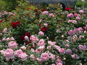 「自然を愛するすべての人へ」軽井沢レイクガーデンではユリやスイレン等の夏の草花と、バラの2番花が見ごろ！親子で楽しめる、夏のイベントも開催