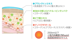 肌断面イメージ図