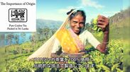 スリランカ最古の紅茶ブランドから、5つの産地の単一茶葉を楽しめるティーバッグセットが8月26日新発売
