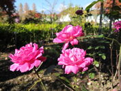 ～秋の軽井沢でバラと紅葉を同時に楽しむ～「軽井沢レイクガーデン」オータムシーズンは10月12日(土)から