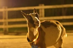 ライトアップエリアに動物たちも出張！