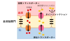 図2 トランスポーター