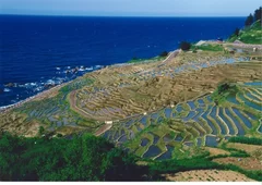 千枚田風景