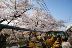 スカイバスツアー(桜イメージ)