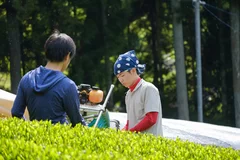 収穫の様子