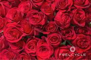 バレンタインデーに10,000本のバラを無料配布　暗闇フィットネス(R)のパイオニア「FEELCYCLE」