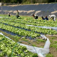 産地直送の旬菜の味を丸ごとご堪能。