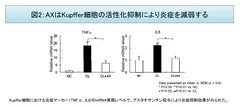 図2：AXはKupffer細胞の活性化抑制により炎症を減弱