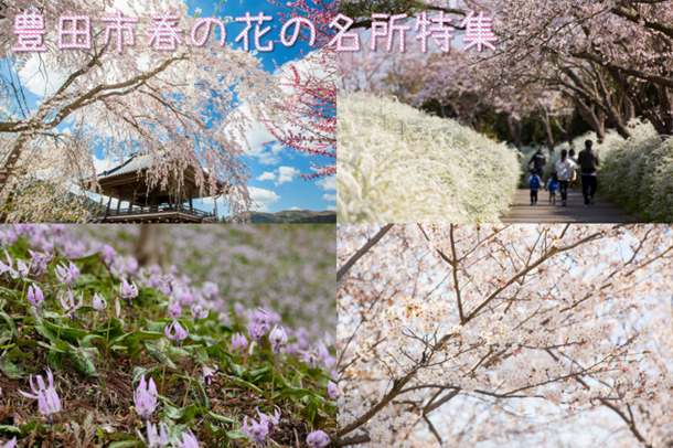 愛知県豊田市には春の訪れを感じられる花の名所が多数 一般社団法人ツーリズムとよたのプレスリリース