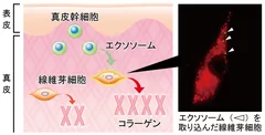 真皮幹細胞から分泌されるエクソソームが線維芽細胞のコラーゲン産生を促進する