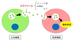 エクソソームについて