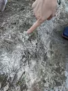 アミガサタケの培地で確認できた菌糸(写真の白い部分)