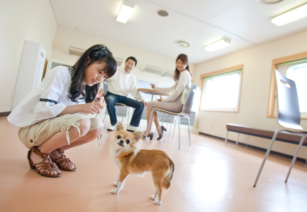 映画 星守る犬 のロケで使用された ブルードルフィン に続き びなす びるご にドッグルーム新設 記念キャンペーンも実施 愛犬も一緒に安心のクルーズ 津軽海峡フェリー株式会社のプレスリリース