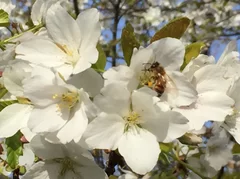 大島桜とミツバチ