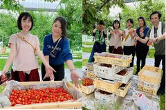 さくらんぼ観光農園 お助け隊！道の駅なんぶのスタッフが収穫した「大盛りさくらんぼ」の販売で支援！6月13日(土)に販売！