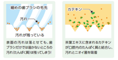 茶葉エキスで固めてお口スッキリ！