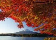 河口湖から見る紅葉越しの富士