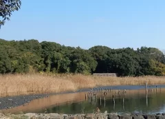 下流域：東京湾に残る数少ない干潟