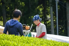 こだわりの自家栽培茶100%使用